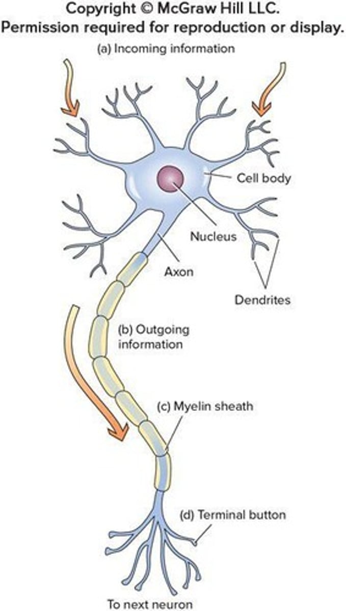<p>The process of encasing axons with fat cells to help signals travel faster.</p>