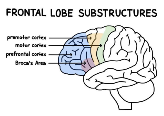 <p>• Contains the prefrontal cortex and the precentral gyrus</p><p>− Precentral gyrus: also known as the primary motor cortex; responsible for the control of fine motor movement</p><p>− Prefrontal cortex: the integration center for all sensory information and</p><p>other areas of the cortex (most anterior portion of the frontal lobe)</p><p>− Several areas in the prefrontal cortex and the temporoparietal junction have</p><p>come to be known as the default network.</p>