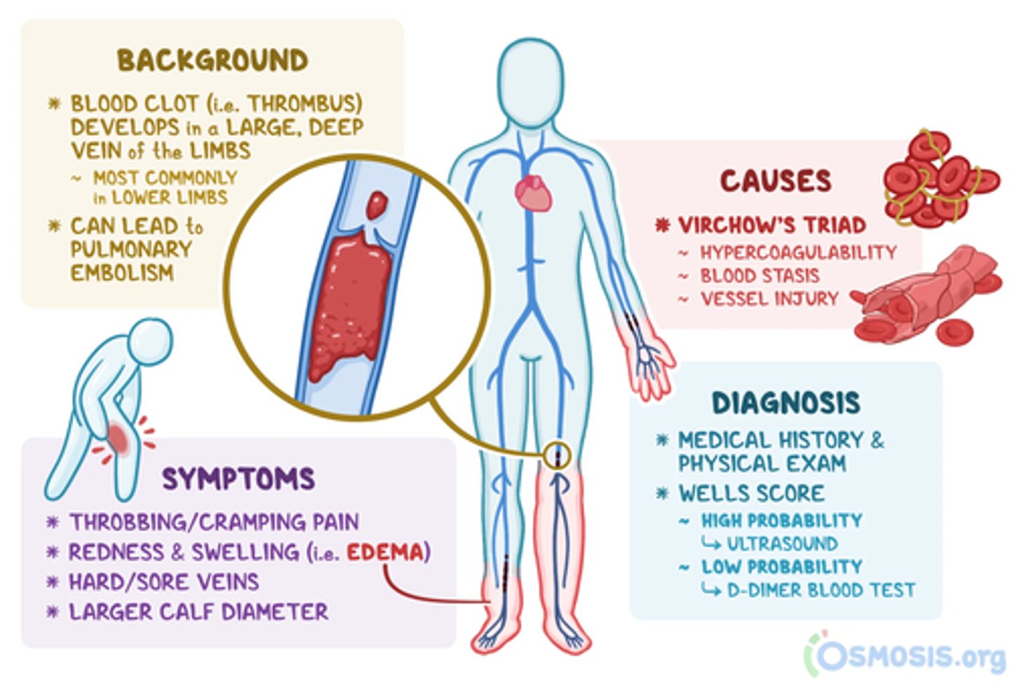 <p>B) Sitting too long, diabetes, obesity, smoking, prolonged immobility</p>