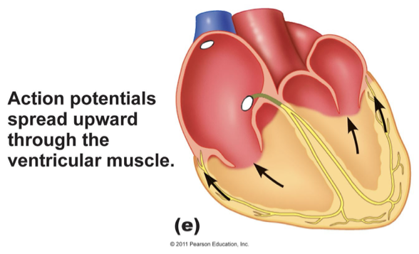 <p>action potentials spread upward through the ventricular muscle</p>