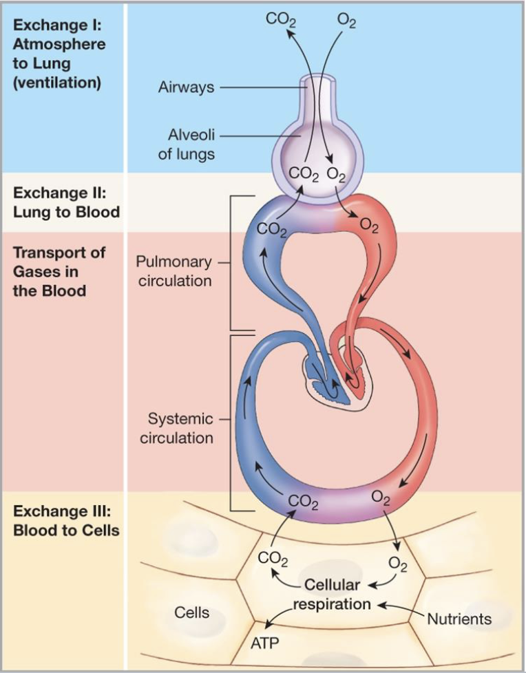 <ol><li><p>bulk flow of atmospheric air into and out of the lungs (i.e. ventilation)</p></li><li><p>diffusion of molecules between the air in the lungs and dissolved in the blood</p></li><li><p>CV transport of gases dissolved in the blood using bulk flow</p></li><li><p>diffusion of molecules between those dissolved in the blood and those dissolved in the interstitial fluid and cytosol</p></li></ol><p></p>