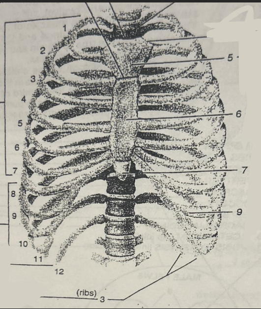 <p>What is 6’s bone name? (not rib #)</p>