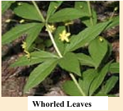 <p>whorled leaf arrangement</p>