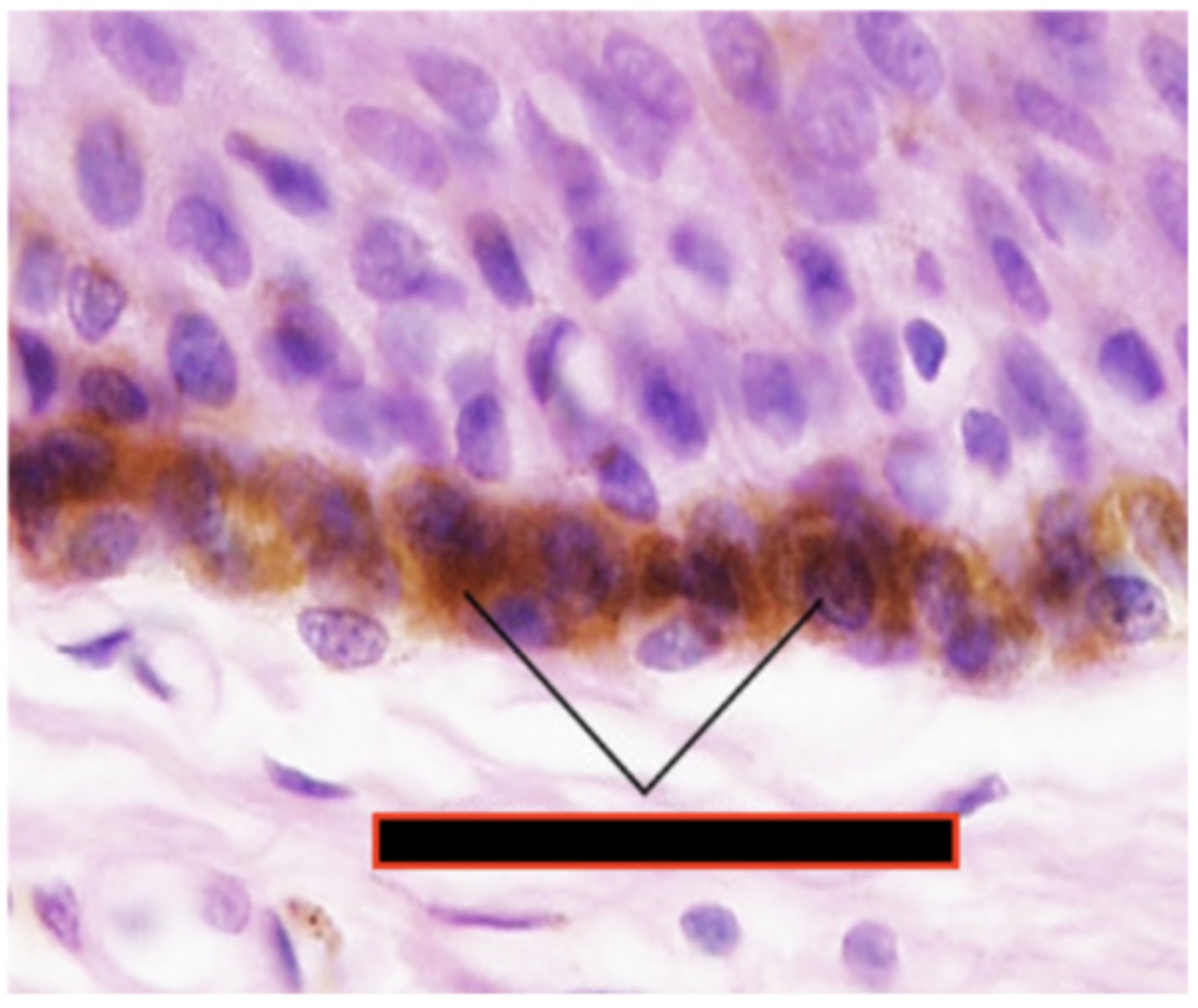 <p>Identify the cell</p>