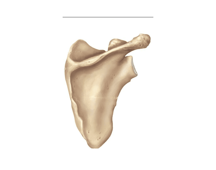 <p>Left or right bone</p>