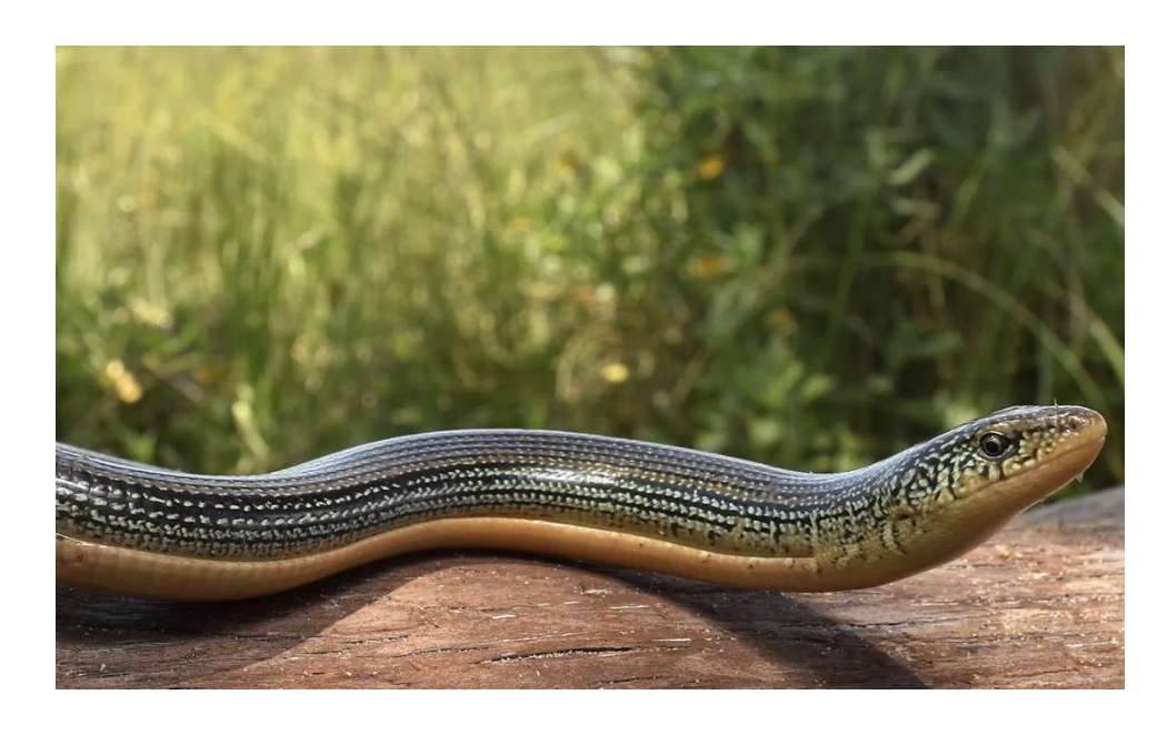 <p>• Members of Diploglossa</p><p>14 genera, 130 species</p><p>• Glass lizards, alligator lizards, and relatives</p><p>• Glass lizard (Ophisaurus) – long-tailed grass swimmer, found in North America,</p><p>Europe, and Asia</p>