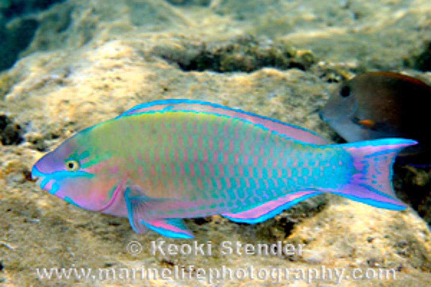 <p>Scarus psittacus</p>