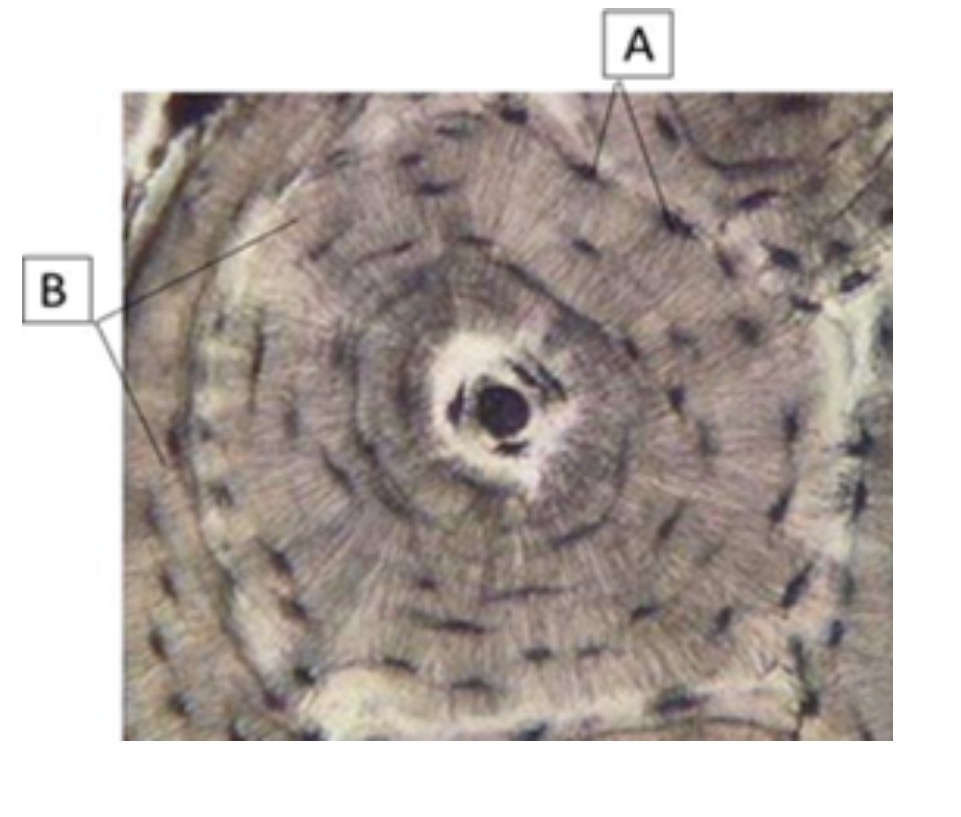 <p>name cell a</p>