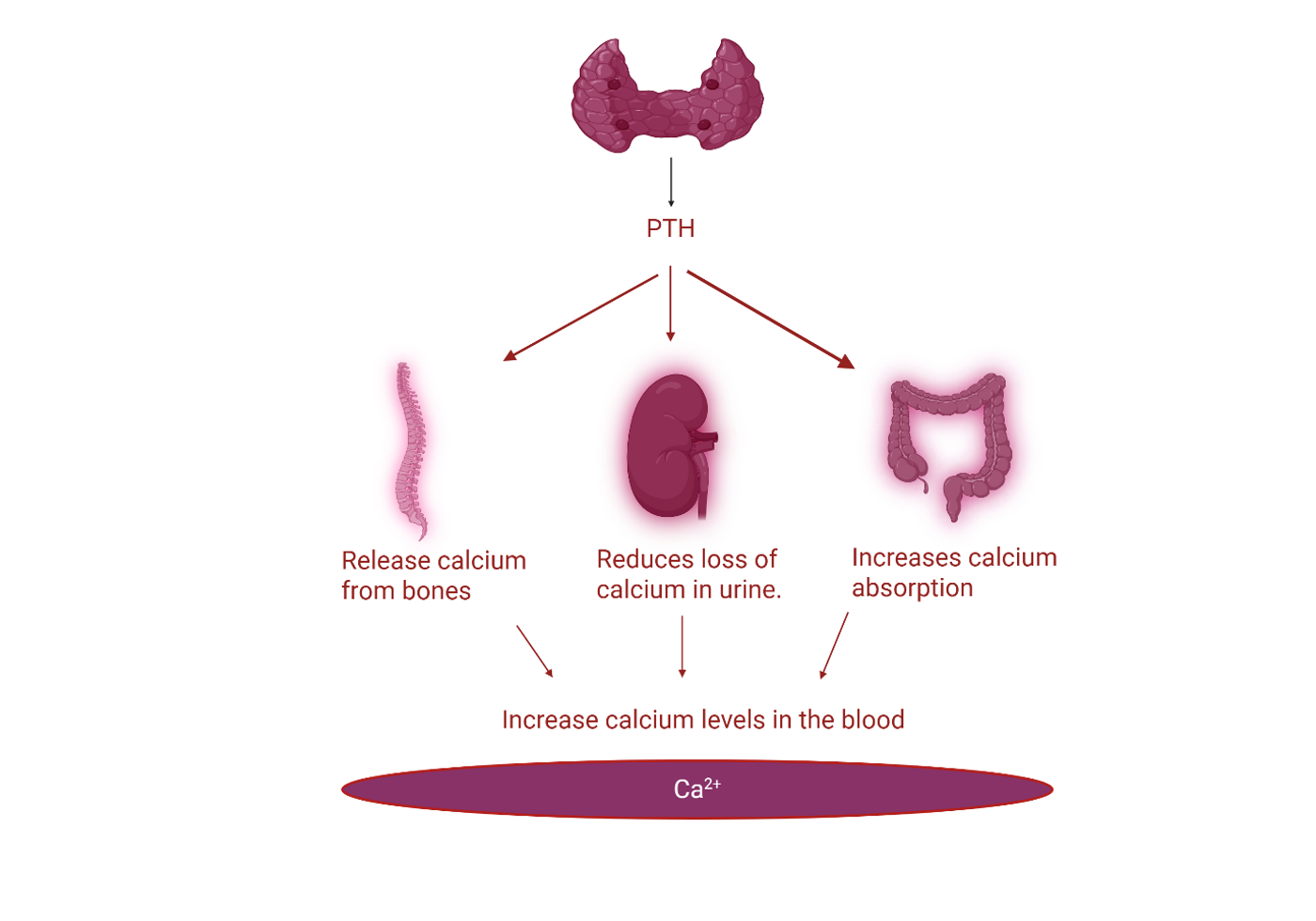 <ul><li><p>bone: releases Ca<sup>2+</sup> + phos into blood</p></li><li><p>kidney: keeps Ca<sup>2+</sup>,excreted phos</p></li><li><p>kidney: activates vitamin D → calcitriol</p></li></ul><p></p>