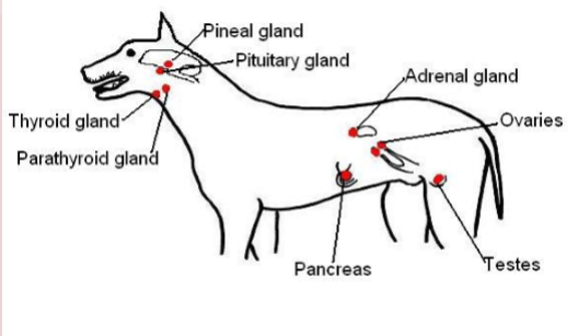 <p>Collection of ductless glands that produce hormones and deliver to blood stream/lymph/tissue fluid</p><p>Glands - Pineal, pituitary, thyroid, parathyroid, adrenal, ovaries, pancreas and testes </p>