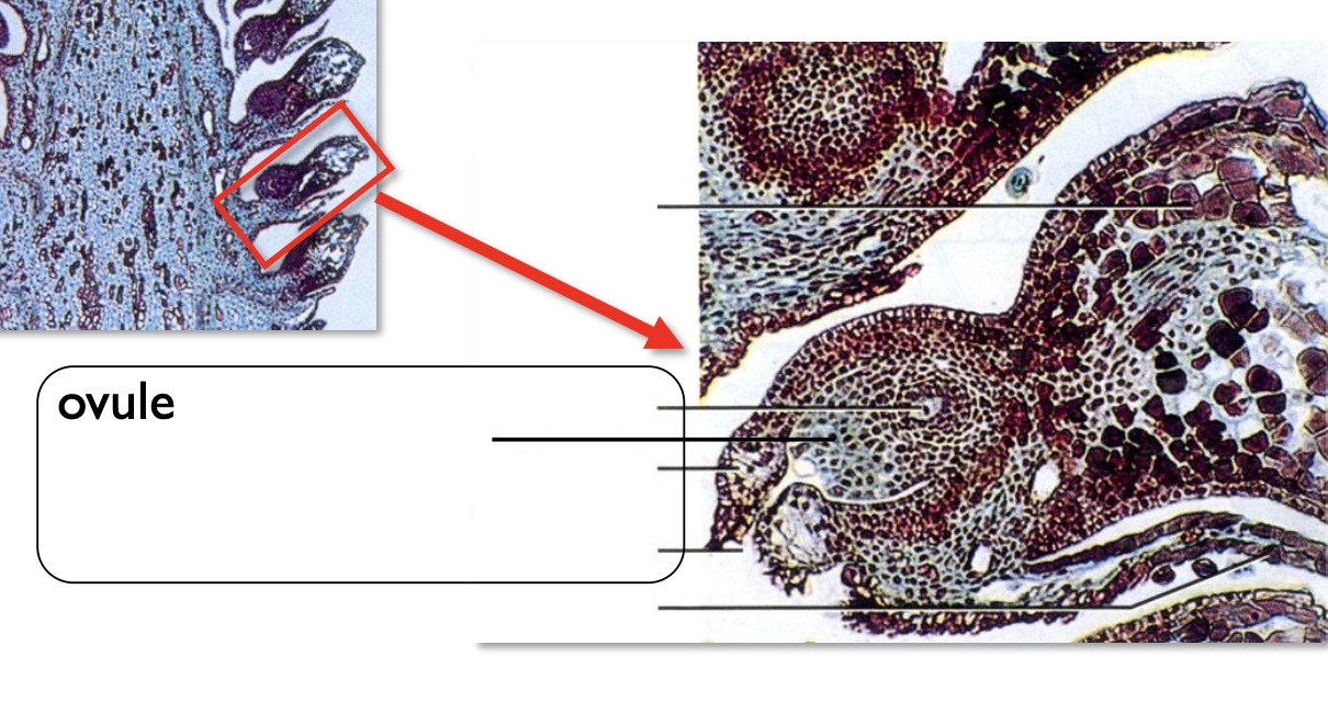 <p>Label the structures of an immature female cone.</p>