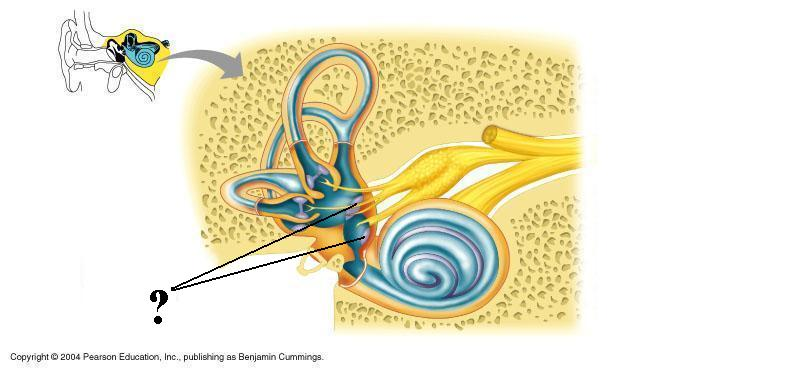 <p>Identify the indicated structures</p>