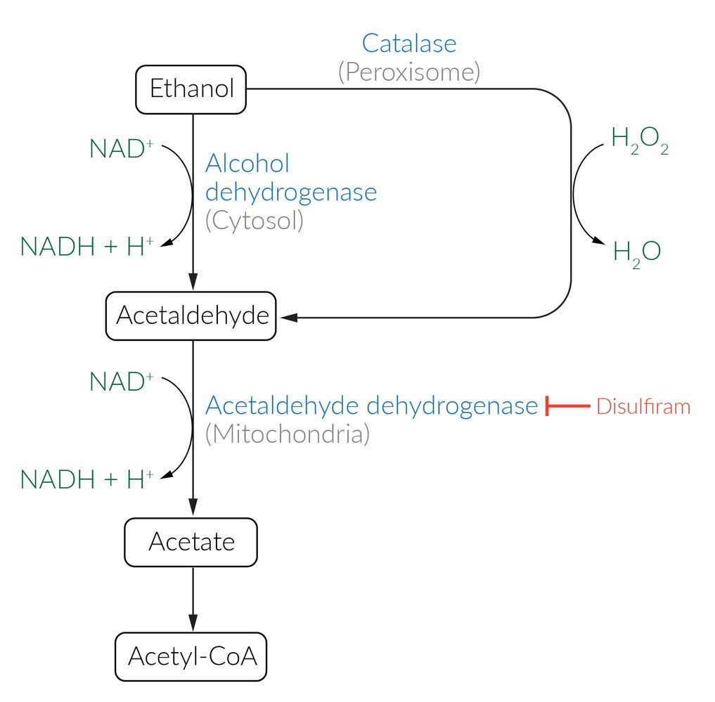 <p>Liver</p><ol><li><p>Alcohol Dehydrogenase: Ethanol oxidation → Acetaldehyde</p></li><li><p>Acetaldehyde Dehydrogenase: Acetaldehyde oxidation → Acetate</p></li></ol><ul><li><p>Rate-limiting step</p><ul><li><p>Slower than alcohol dehydrogenase</p></li></ul></li></ul><ol start="3"><li><p>Thiokinase: Acetate + coenzyme A → Acetyl-CoA</p></li></ol><p></p>