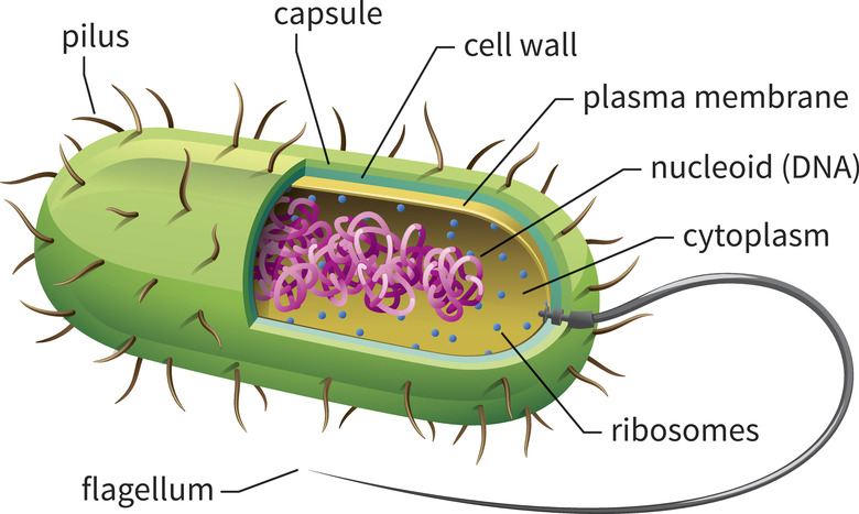 <p>What are prokaryotic cells?</p>