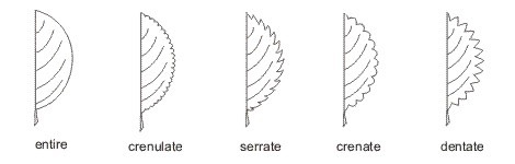 <p><mark data-color="#ffffff" style="background-color: rgb(255, 255, 255); color: inherit;">an edge of a leaf that has symmetrical, sharp teeth pointing straight outward at a right angle to the middle vein, rather than pointing up toward the leaf tip</mark></p>