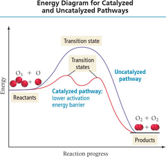 <p>A catalyst changes the reaction pathway and rate, but does not change the overall _____ and _____.</p>