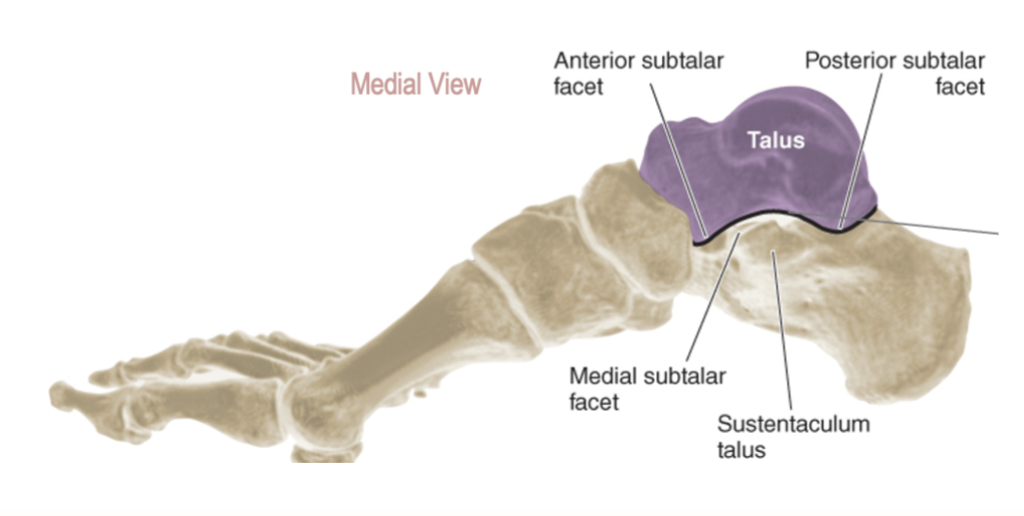 <p>3 articulations between the posterior, middle and anterior facets of the calceneus and talus</p>