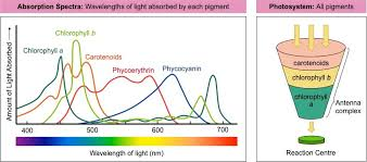 <p><strong>Chlorophyll a:</strong> Directly participates in light reactions; absorbs blue-violet and red light.</p><p><strong>Chlorophyll b:</strong> Accessory pigment; absorbs blue and orange light.</p><p><strong>Carotenoids</strong>: Accessory pigments that absorb blue-green light and provide photoprotection.</p>