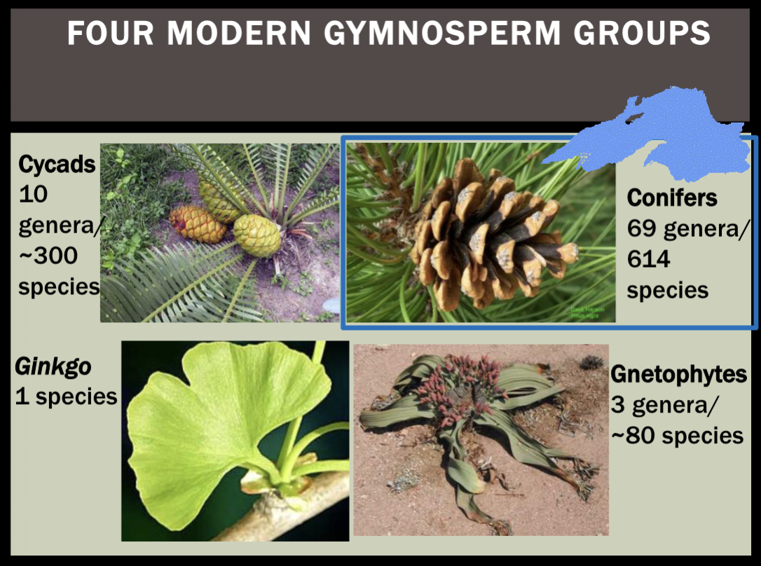 <ul><li><p>cycads - pan-tropical, very endangered, white-haired cycad</p></li><li><p>ginkgo - one species, “living fossil”, fleshy seed coats</p></li><li><p>conifers - most species in this group, boreal dominance; pines, cypress, junipers etc.</p></li><li><p>gnetophytes - more similar to angiosperms than other gymnosperms; welwitschia, gnetum, lack archegonia</p></li></ul><p></p>