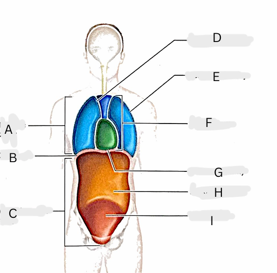 <p>H</p>