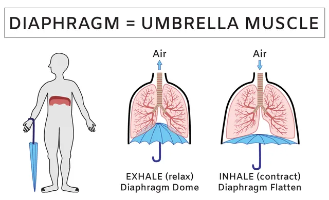 <p>Diaphragm</p>