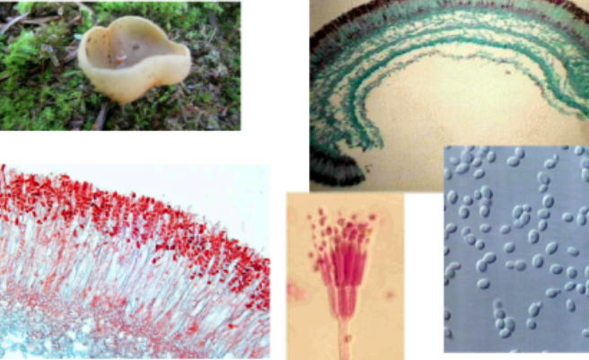 <p><span style="background-color: transparent;">What Domain, Supergroup, Kingdom, and Phylum do these organisms belong to?</span></p>