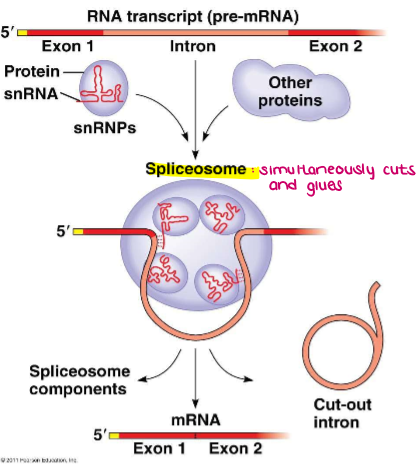 <ul><li><p>Found inside the nucleus</p></li><li><p>They are composed of snRNA (small nuclear RNA) and protein (about 150 nucleotides long)</p></li><li><p>Recognize the “splice” or “cut” sites at the ends of introns</p></li><li><p>snRNPs join with additional proteins to form a bigger complex called a <u>SPLICEOSOME</u></p></li><li><p>together they cut out the intron and put back together the exons of the mRNA!</p></li></ul><p></p>
