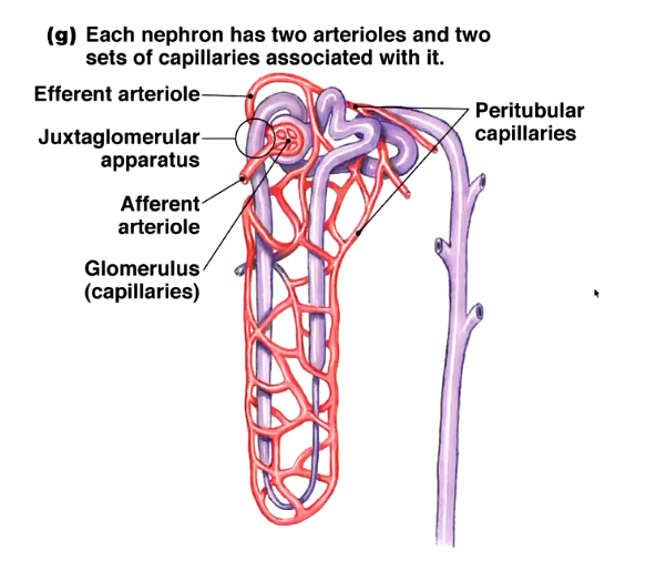 <ul><li><p>peritubular capillaries closely surround the proximal tubule, so everything is reabsorbed into them</p></li><li><p>they are an extension of the afferent arteriole </p></li></ul><p></p>