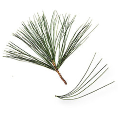 <p>Pine family has needle like leaves joined together in ______ (shown in bottom right of image)</p>