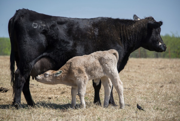 <ul><li><p>moderate to thin</p></li><li><p>last 2 ribs can be seen</p></li><li><p>little fat in brisket and ribs</p></li><li><p>spinous processes are smooth and harder to identify</p></li></ul><p></p>