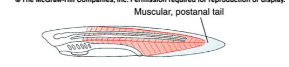 <p>•Probably evolved for propulsion</p><p>in water.</p><p>•Vestige in adult humans = coccyx</p>