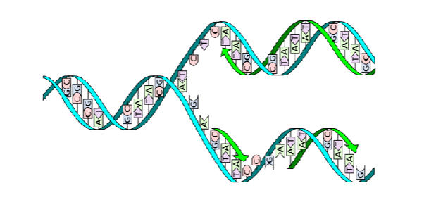 <p>What are the 3 essential ingredients of DNA replication?</p>