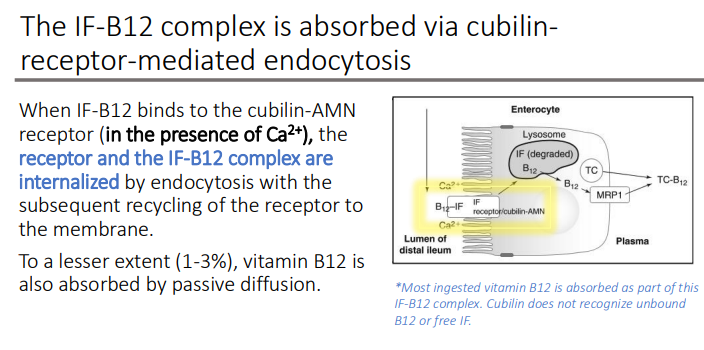 <p>passive diffusion</p>