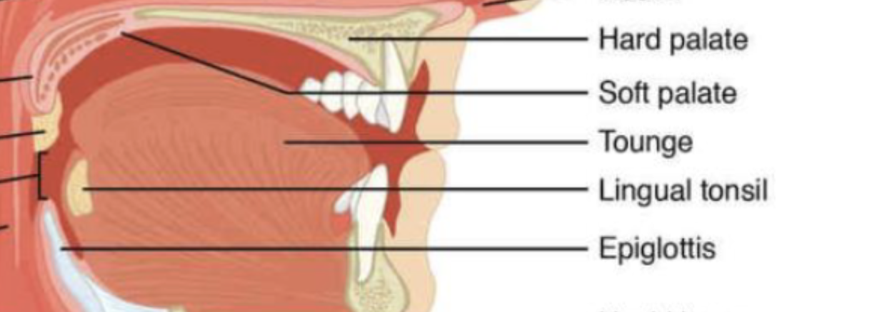 <p><span>the immune system’s first line of defense against ingested or inhaled foreign pathogens, trapping bacteria and viruses entering through the mouth and nose</span></p>