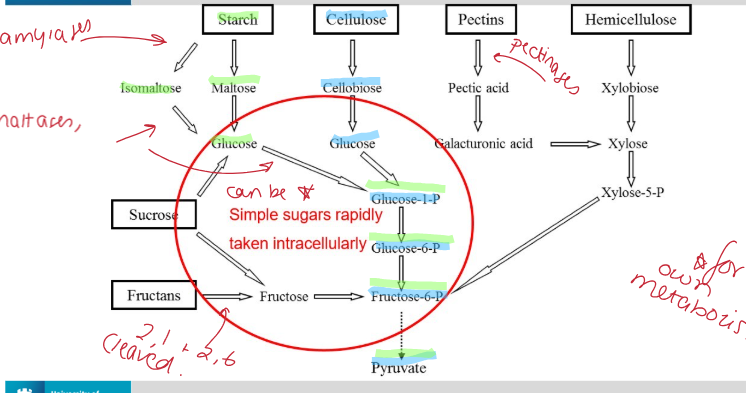 <p>Starch → maltose or isomaltose → glucose → glucose-1-P → glucose 6-P → fructose 6-P → pyruvate</p>