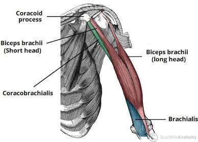 <ul><li><p>largest muscle on the anterior arm</p></li><li><p>flexes the forearm</p></li></ul><p></p>