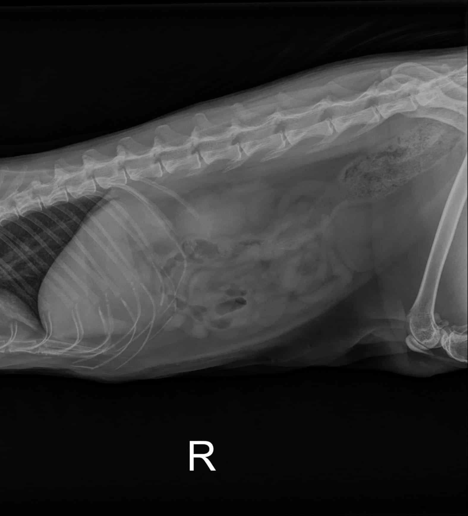<p>Mochi presents with 2 days of vomiting and reduced appetite. Abdominal palpation is uncomfortable.</p><p>A lateral abdominal radiograph is obtained.</p><p>On reviewing the image, the clinician observes: the liver, stomach, spleen, kidneys, and intestines are all visible as gray structures, but their margins blend into one another in many regions — it is difficult to identify where one organ ends and another begins.</p><p>A student says: "On the thoracic radiograph from Case 2 we could see bone and soft tissue and air separately — why can't we see the abdominal organs separately here?"</p><p>Lateral feline abdominal radiograph - adequate exposure, well defined abdominal serosal margin detail</p><p></p><p></p><p></p><p><strong>Which explanation best accounts for why the abdominal organ margins are difficult to distinguish from each other — and what does this tell us about the appropriate use of radiography for abdominal soft tissue evaluation?</strong></p><p>a. The abdominal organs are difficult to distinguish because the radiograph is underexposed — adequate exposure would restore contrast between organs. Radiography is fully capable of soft tissue organ differentiation when technical quality is optimized.</p><p>b. Adjacent abdominal soft tissue organs attenuate X-rays nearly identically because they have similar atomic composition and density — radiography cannot reliably distinguish between them where they are in direct contact, which is an inherent physical limitation of the modality for soft tissue evaluation.</p><p>c. The abdominal organs are indistinguishable because the feline abdomen is too small for the X-ray beam to resolve individual structures — larger patients like horses show better abdominal organ differentiation on radiographs.</p><p>d. The abdominal organs are indistinguishable because they are overlapping in a projection image — a VD projection would resolve the superimposition and allow each organ to be seen separately.</p>