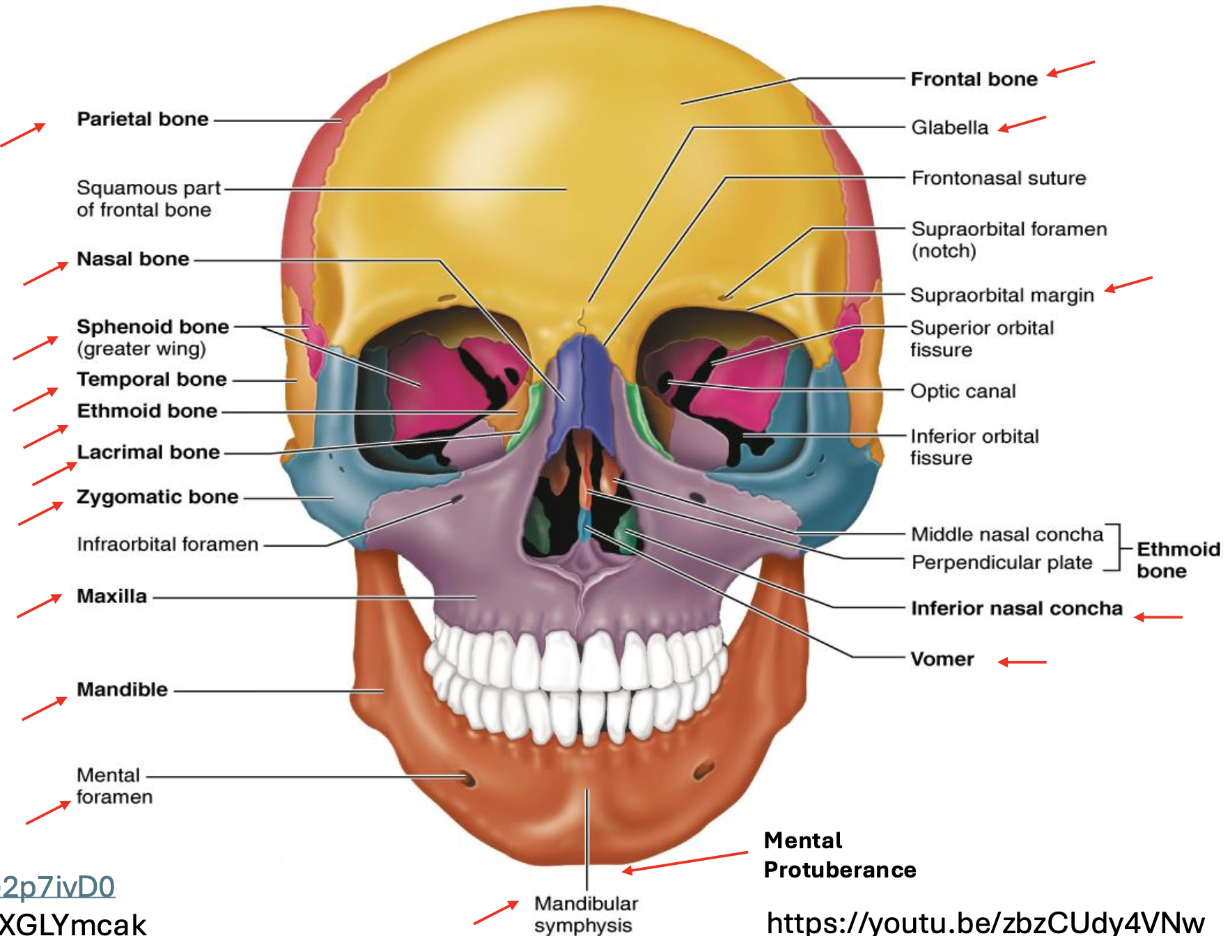knowt flashcard image