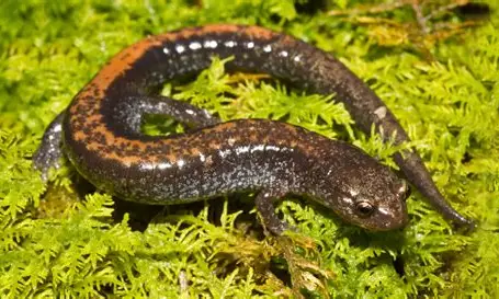 <p>What Amphibian is this?</p>