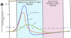 <p>absolute; relative</p>