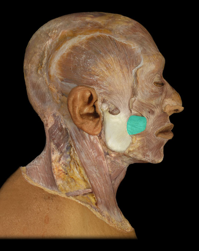 <p>Buccinator m.</p>