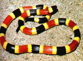 <p>Coral snakes have __________ (warning) coloration.</p>