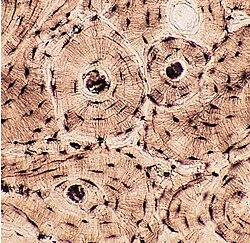 <p>what type of tissue is this?</p>