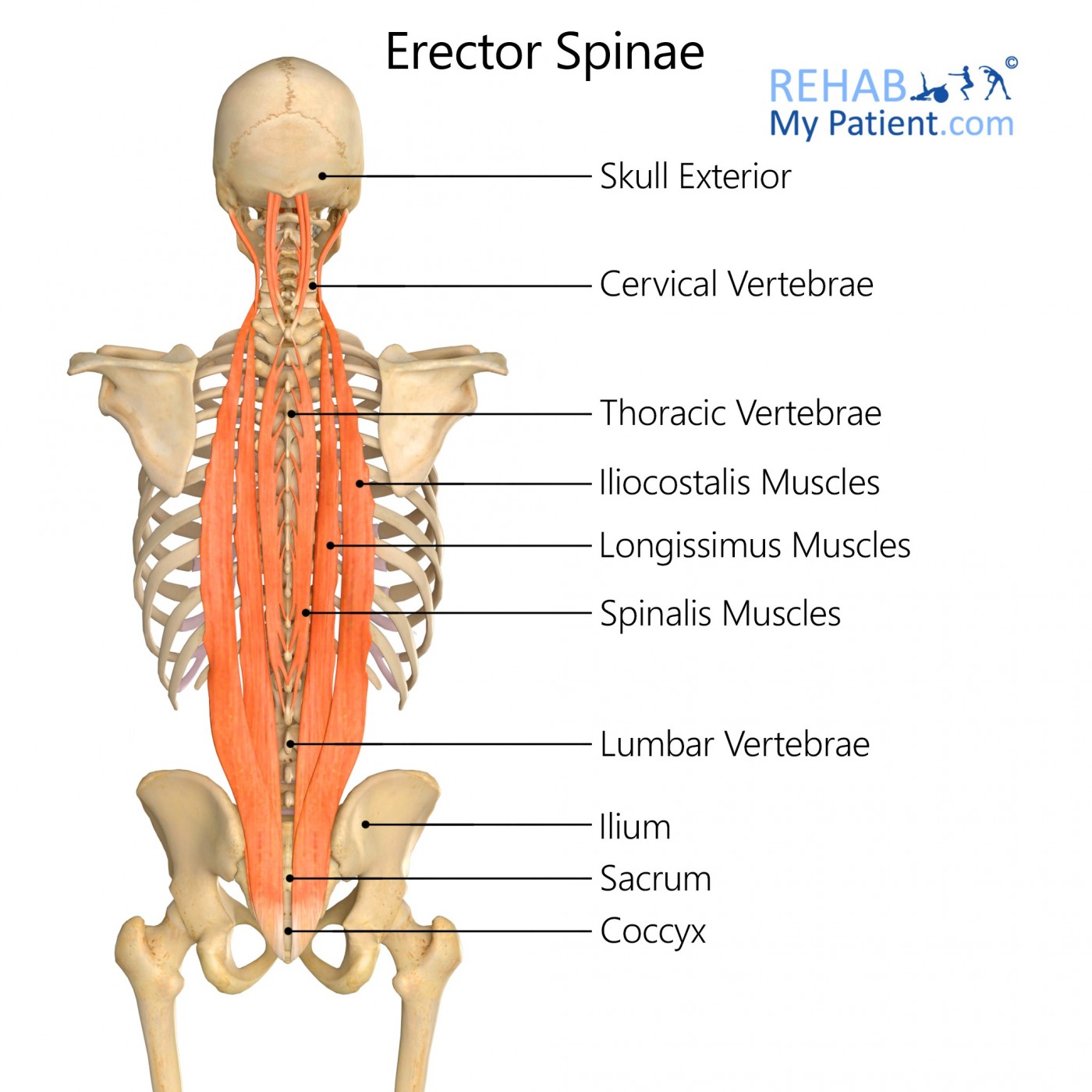 <p>Erector Spinae Group - Muscular Components</p>