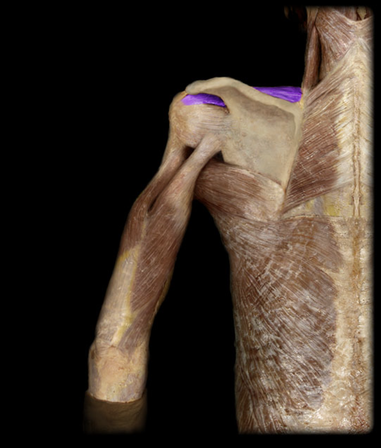<p>Rotator cuff.</p>