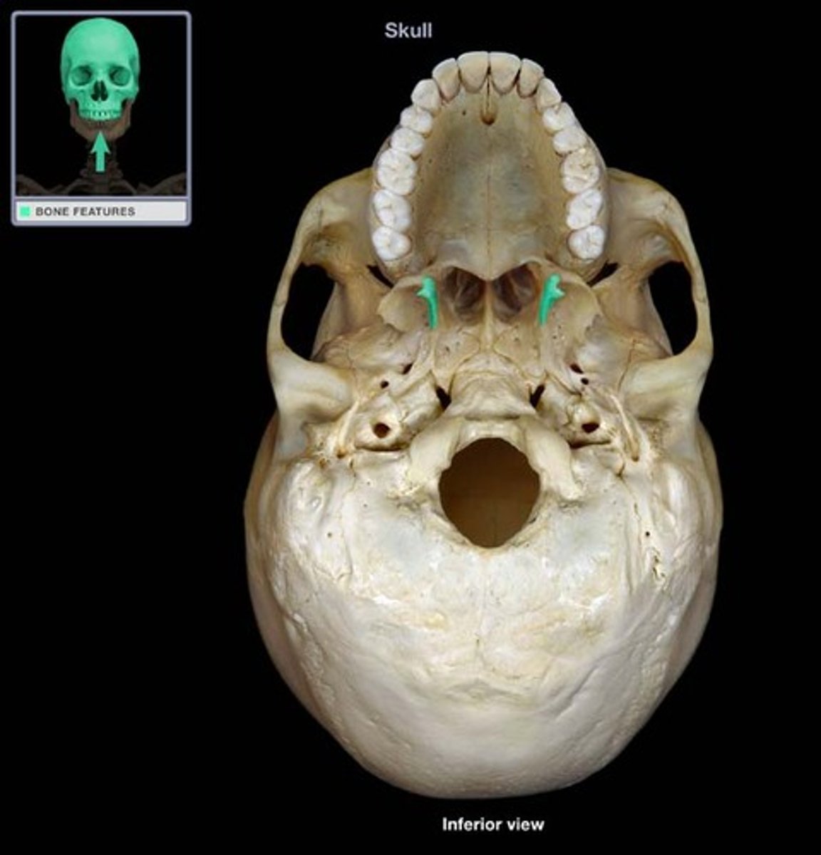 <p>Apart of the sphenoid bone</p>