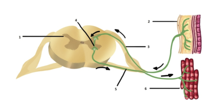 <p><span>What is the structure indicated by #1 in the image provided below?</span></p>