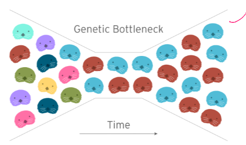 <ul><li><p>genetic biodiversity can be reduced by a sudden decrease in population size, and the resulting loss of alleles </p></li></ul><p></p>