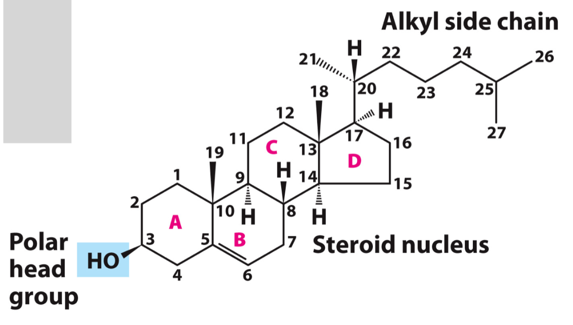 <p>Have steroid core (4 closed rings), fairly planar and rigid structure, amphipathic. Steroid + alcohol = sterol </p>
