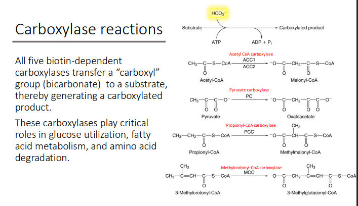 <ol><li><p>Glucose utilization </p></li><li><p>Fatty acid metabolism</p></li><li><p>Amino acid degradation </p></li></ol><p></p>